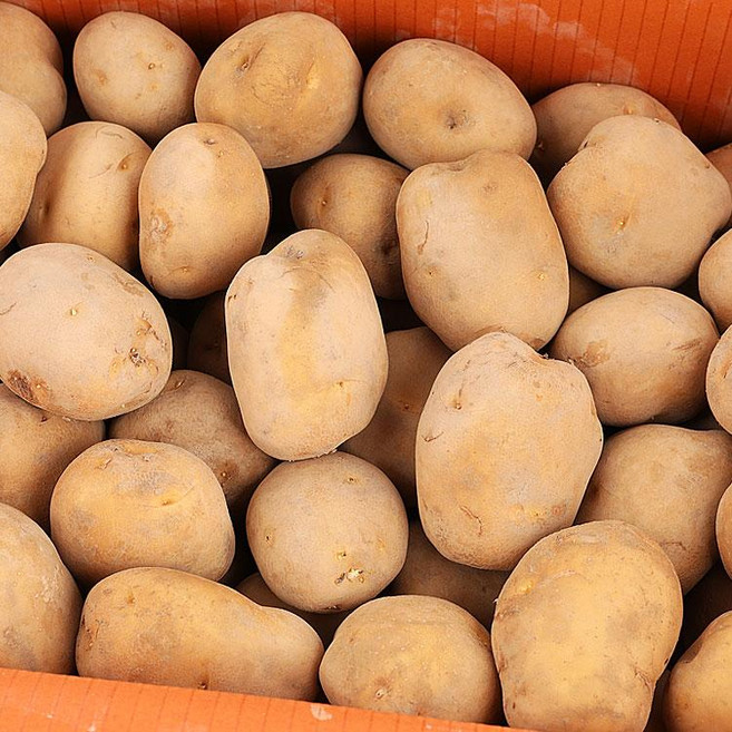 원하프감자(왕특) 20KG국산, 1개