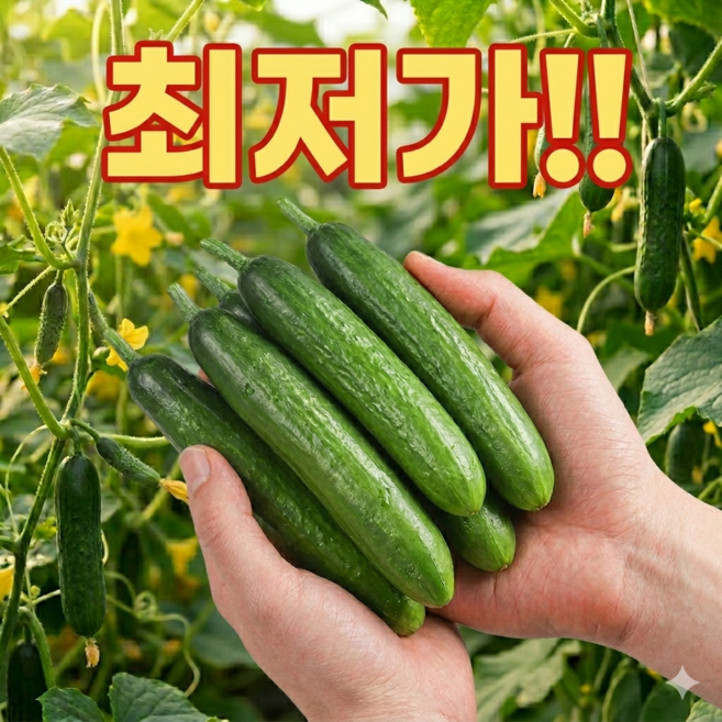 [최저가]산지직송 싱싱한 국내산 미니 오이 당일수확, 1개, 1kg