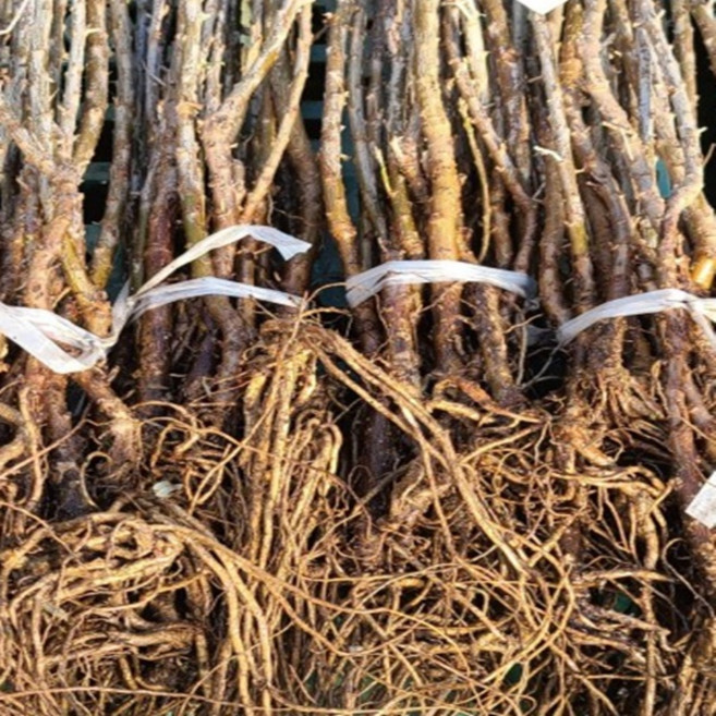 비타민나무 산자나무 암3수1, 1개