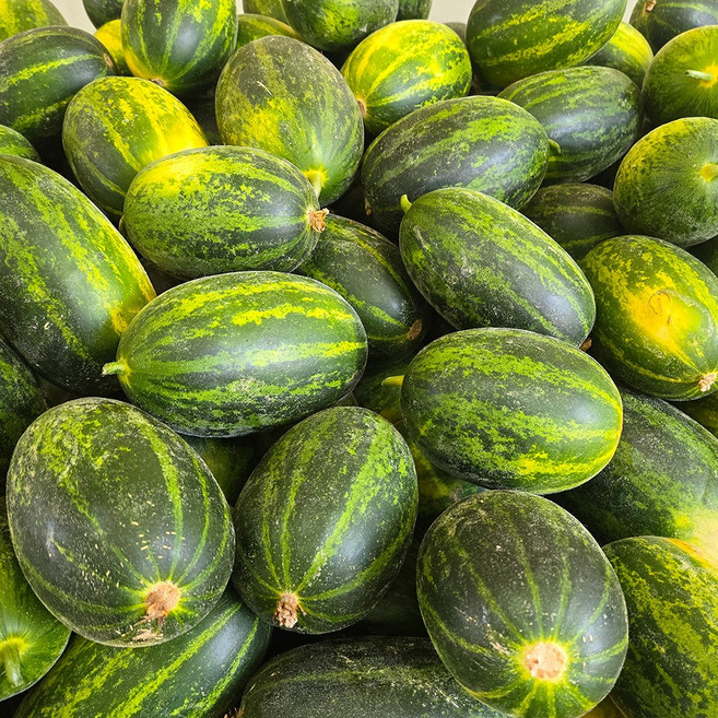 (특가) 국내산 파파야메론, 1개, 5kg
