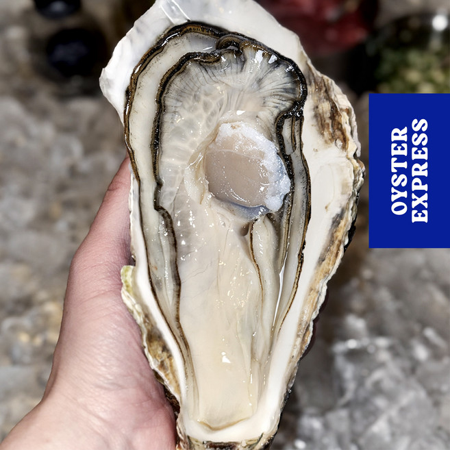 통영 삼배체굴 하프쉘 손질완료 생굴 제철 석화 산지직송 1kg 1개, 통영삼배체굴(3~4미)