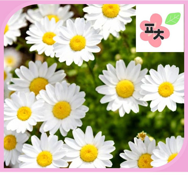 마가렛 화이트 씨앗(100립) -마거리트 나무쑥갓 종자씨앗 꽃씨앗 채소씨앗 구근식물 야생화 약초 포천매화동농장 씨앗모음, 1개