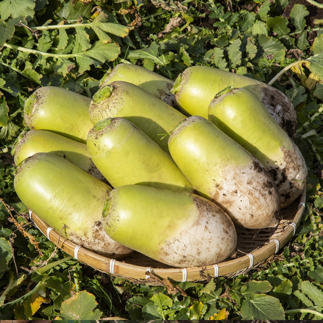 [품질엄선]세모농 국내산 제주 월동 무 햇 무우, 1박스, 5kg