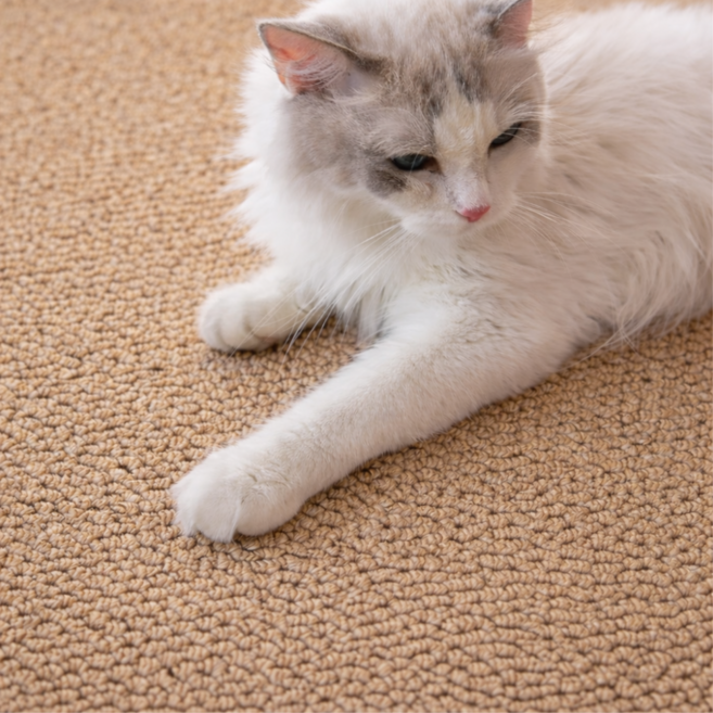 디오두 카페트 고양이스크래쳐, 1개, 브랜디 브라운