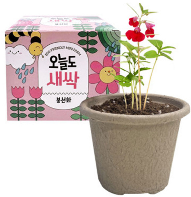 오늘도새싹 봉선화 키우기