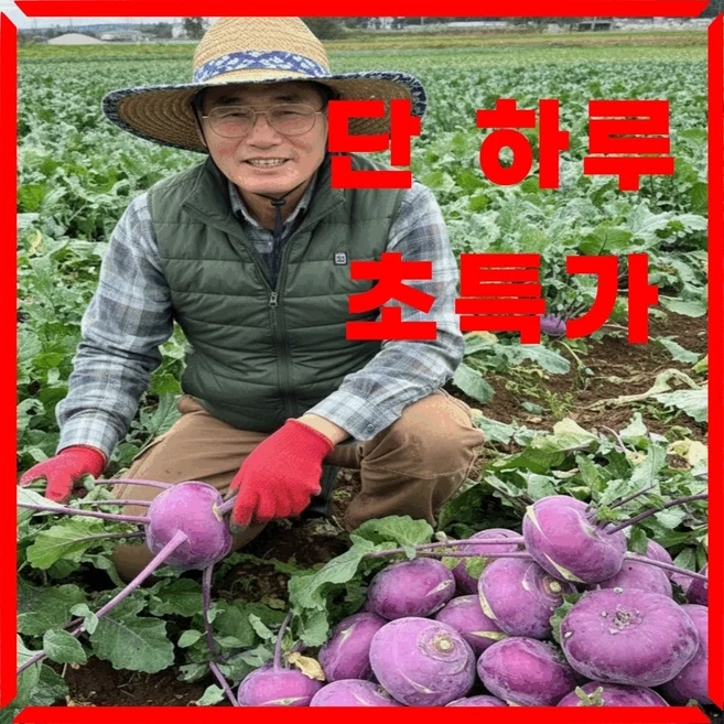 제주 콜라비 농장 직송, 1개, 5kg