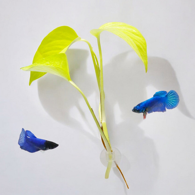 미미네아쿠아 부착 은신처 베타침대 - 형광스킨답서스, 1개