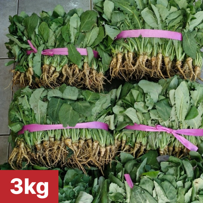 [여수 청년농부] 당일제조 국내산 생고들빼기 여수돌산생고들빼기, 1개, 3kg