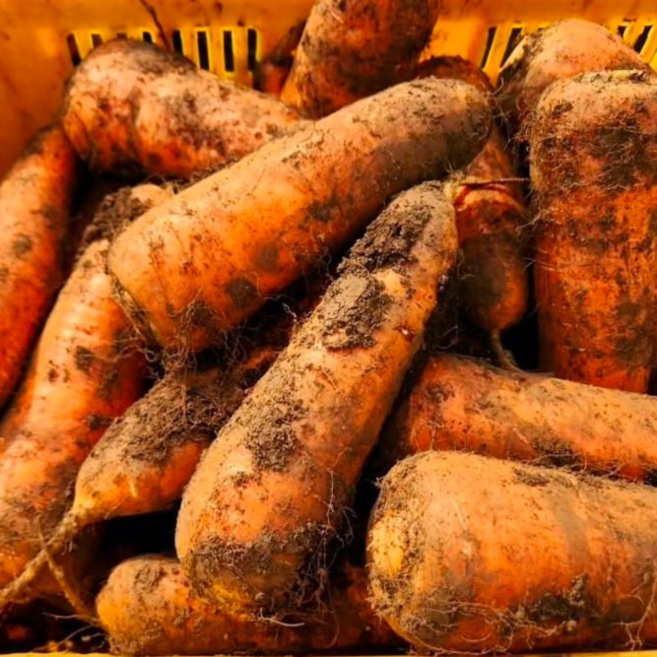 슈퍼푸드 제주 햇 구좌당근, 1박스, 구좌 당근 상 5kg