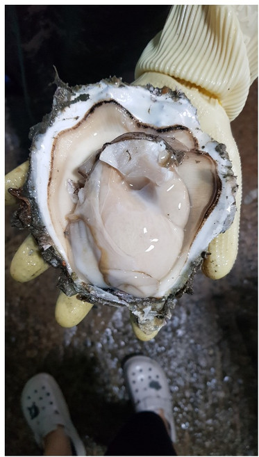 AMI PICK 통영 제철 바위굴, 1개, 3kg 2~4미 내외