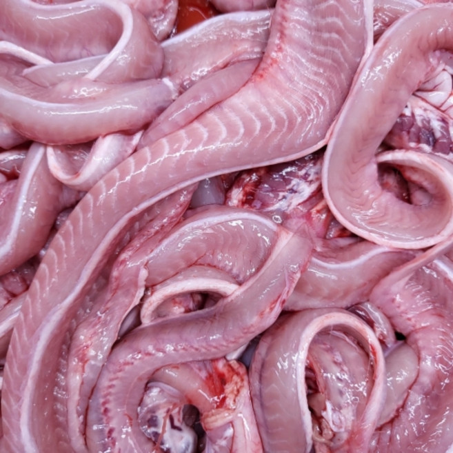 일진꼼장어 활꼼장어 부산 자갈치시장 일진 꼼장어 자갈치일진꼼장어 손질꼼장어 활꼼장어 100% 국산, 1박스, 1kg 작업 효율 600g + 양념 500g