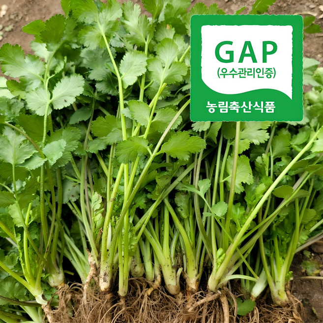 [신선N] GAP인증 농장직송 하우스 뿌리포함 고수 1근 (400그램내외), 1박스, 400g