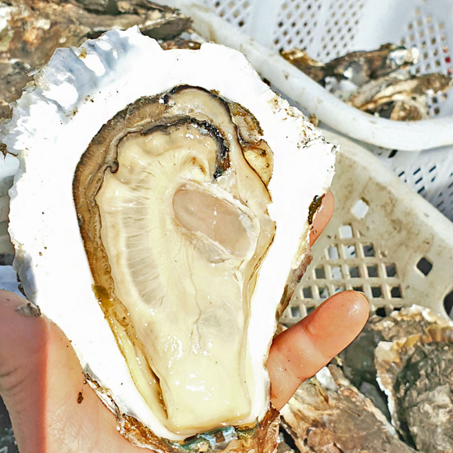 [봄에만 만나는] 자연산 섬진강 벚굴, 1박스, 3kg