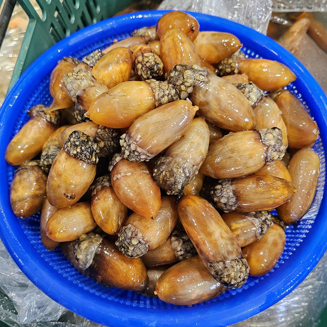 국산 산지직송 햇 미더덕 생물, 1개, 500g