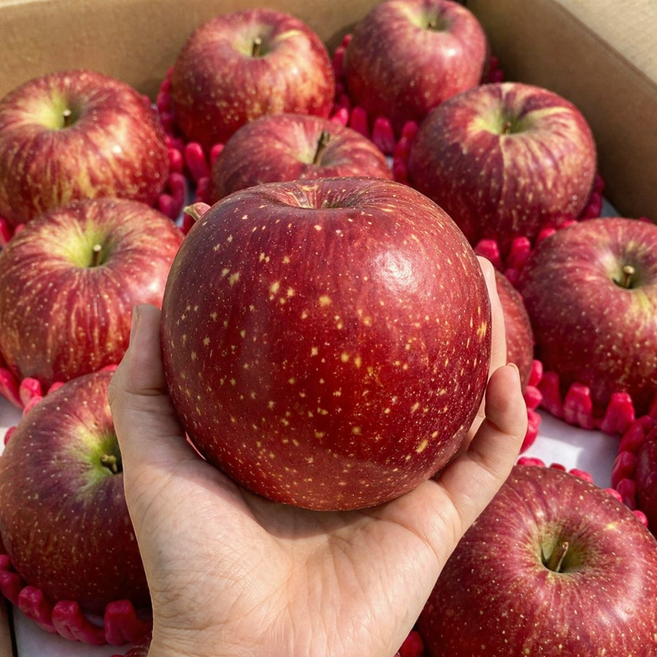 [재구매1위] 봉화 농원 당도폭발 꿀아삭 햇 부사 사과 5KG 대과, 1박스