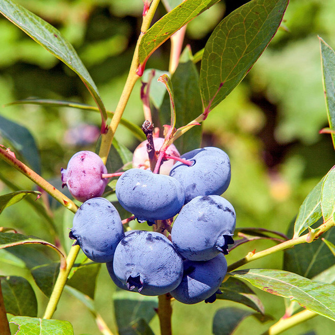 블루베리나무 블루베리 묘목 얼리블루 2년생 포트묘, 얼리블루 2년 포트묘, 1개