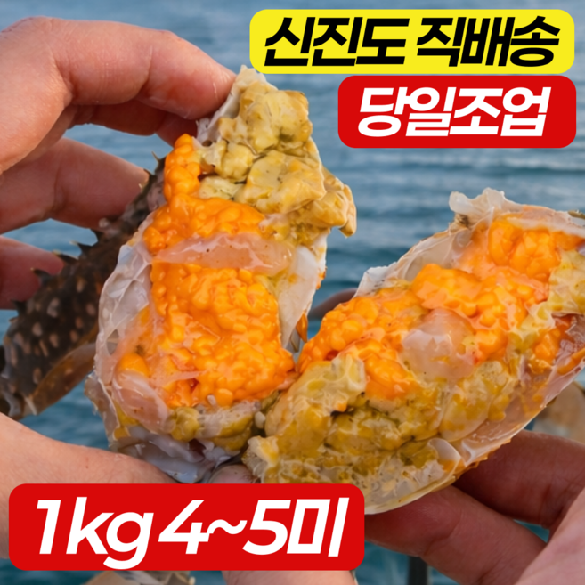 [당일조업] 산지직송 신진도 활 암꽃게 알배기 생물, 1박스, 2kg