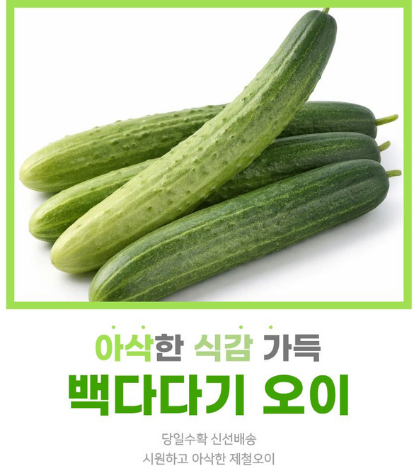 국내산 백다다기 오이 특품 아삭한 신선오이, 1개, 7kg 내외