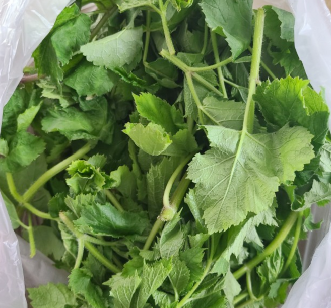 국내산 산지발송 자연산 햇 어수리 생 어수리나물 부드럽고 향긋한 산나물 봄나물 생채, 500g, 1개