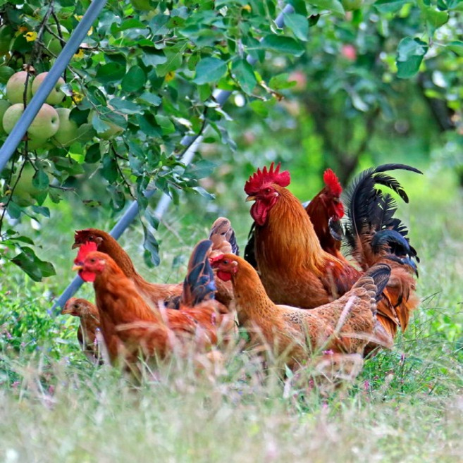 토종닭 2.5kg내외 토종닭1.9kg 백숙용 생닭 [티백증정] 시골토종 몸보신용 [오후5시 이전 주문시 당일발송], 1개, 2.3kg