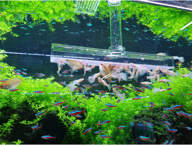 브라인급여기 L형 (길이 35cm 45cm 옵션선택 열대어 코리 디스커스 특허제품 급여기), 1개