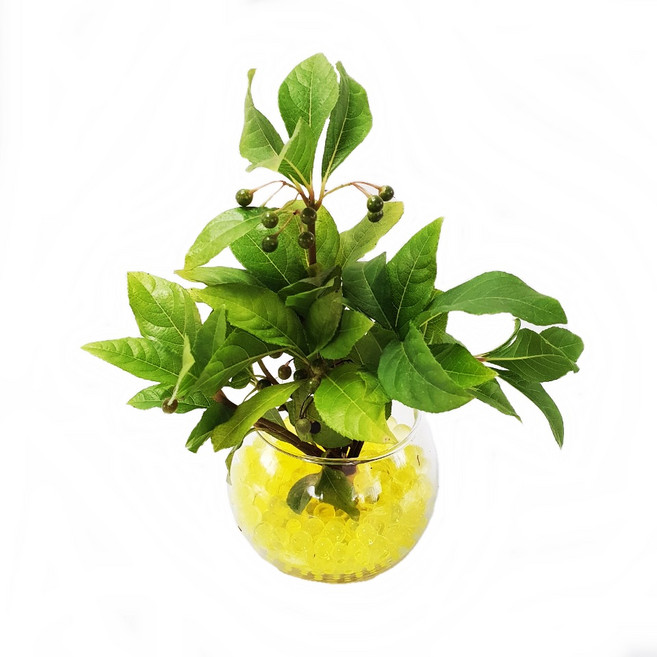 트리앤 젤리소일 1+1 푸딩병 개운죽 / 테이블야자 스킨답서스 아이비식물 워터비즈 답례품 공기정화식물 실내습도조절 유리병 칼라소일 칼라스톤 칼라자갈 색돌 수경식물, 06-2. 단지병 젤리 천냥금(노랑) 1개, 1개