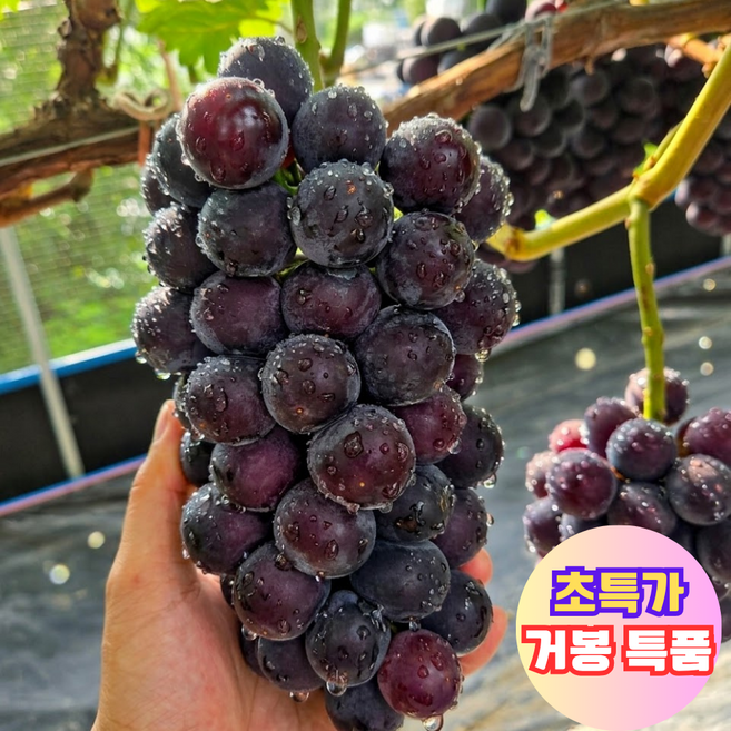 [산지직송]씨없는 고당도 김천거봉 포도, 1개, 1kg - 가정용