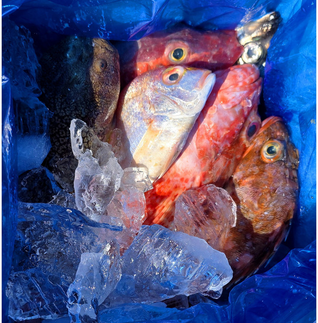 자연산 생선 매운탕 구이 통영 잡어 3kg 10인분, 1개, 잡어3kg