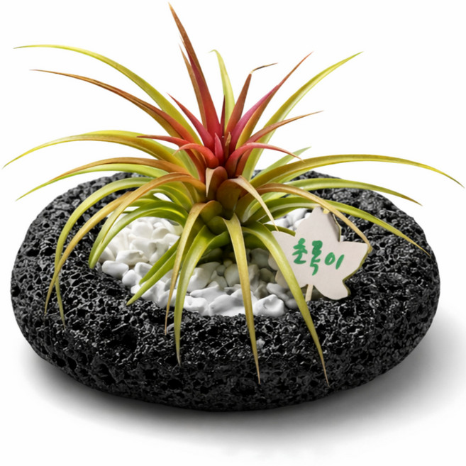 초록한뼘 공기정화 반려식물 특상품 이오난사 감성 풀 세트, 1세트, 블랙팟터키석