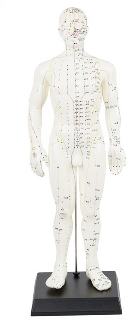 해부 인체모형 병원 학교 실습용 교육용, 전신경혈모형(소)