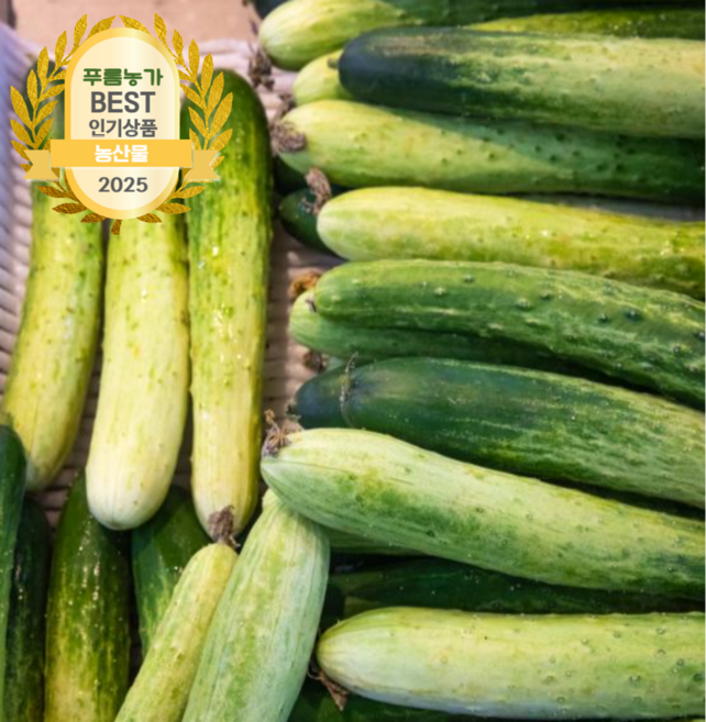 푸름농가 국내산 오이지용 백다다기 오이 최상품, 1개, 3kg