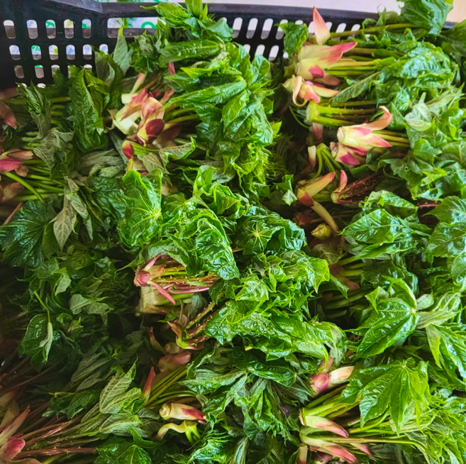 [하루딱50박스] 당일수확 농장직송 개두릅 엄나무순, 1개, 2kg