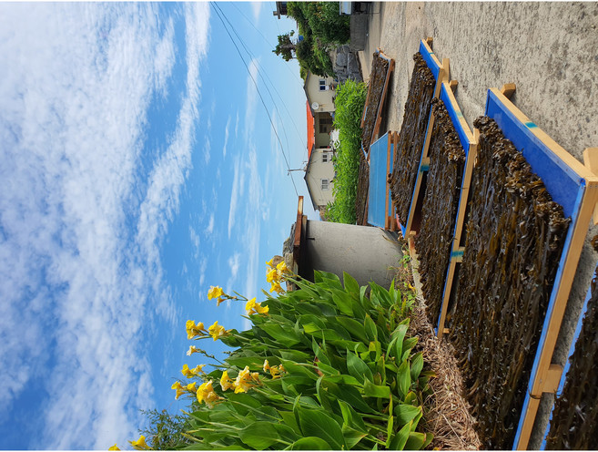 문성씨푸드 맹골도 자연산 돌미역 맹골죽도미역 곽도미역 산모미역 대각, 1개, 700~800g