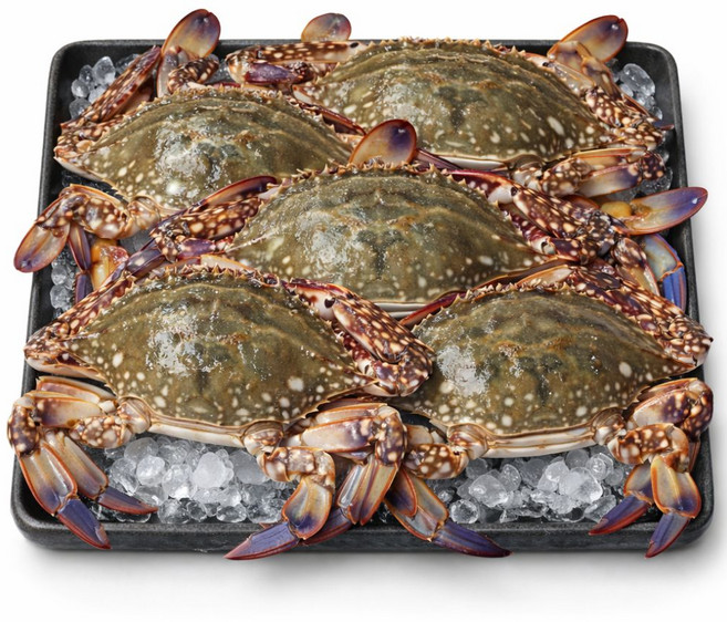 [선별최상품] 국내산 생물 알배기 활 암꽃게 디아머스, 1박스, 2kg