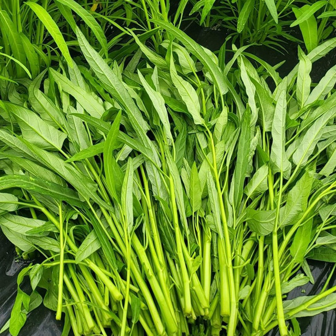 국내산 공심채 모닝글로리 당일수확, 500g, 1박스