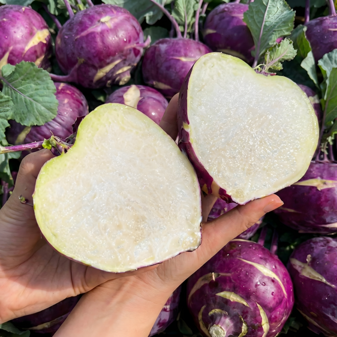 [특품선별] 해풍맞은 제주 로얄과 콜라비, 1세트, 3kg