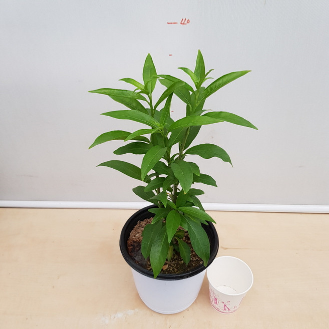 [용이네 화원] 모기들이 싫어하는 향이 나는 야래향 나무 야레향 100 화원 농원