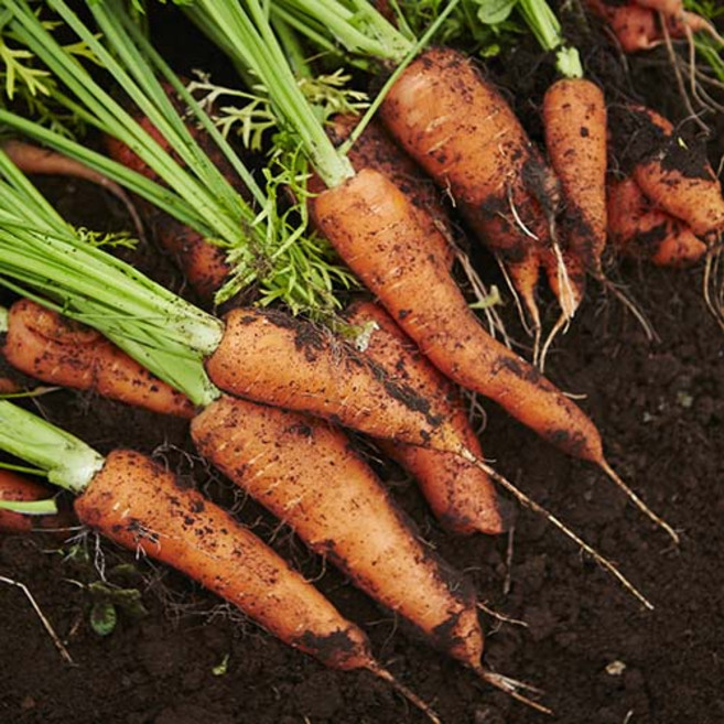 제주 구좌 못난이 흙당근 산지직송 신선수확 익일출고 대용량 가정용 식당용, 1박스, 가성비 상 5kg