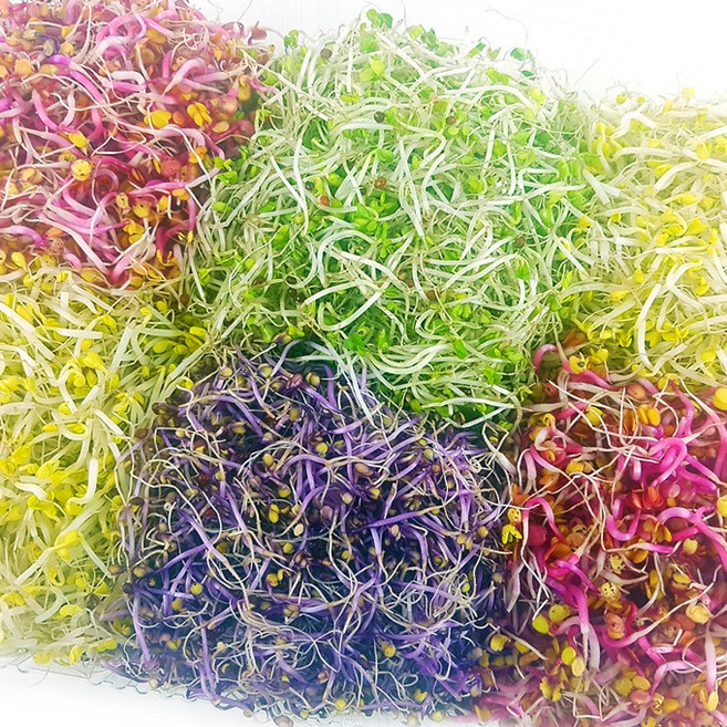 자연미가 새싹채소 6종모듬 1kg /부드럽고 아삭한 새싹야채. 비빔밥 샐러드 다양한 음식에 첨가~, 1개