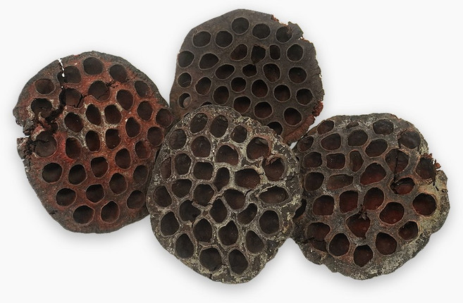 건조 연방 낱개 1개 /천연 이갈이