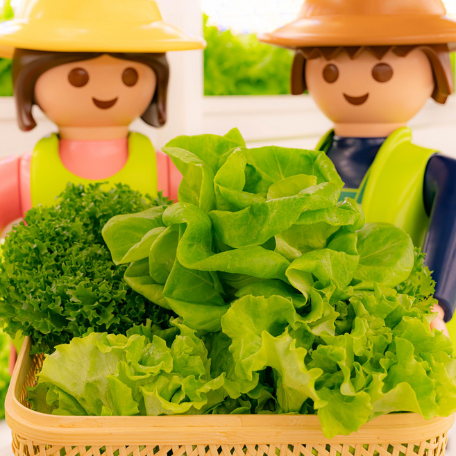 [무농약 모듬채소 1kg] 유러피안 유럽 샐러드 야채 채소 쌈채소 로메인 버터헤드 카이피라 프릴아이스 샐리의식탁, 500g, 1개