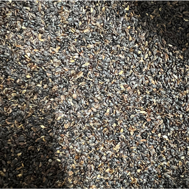 화천 자연애 도라지 씨앗 100g (약 종이커피컵 한 컵), 1개