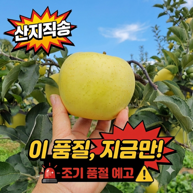 [한정수량] 시나노 골드 황금 사과 아삭달콤, 1박스, 2kg(박스포함) 중과
