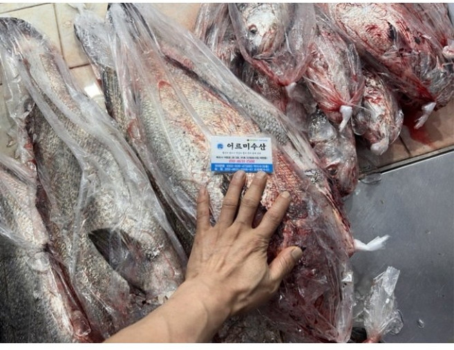 자연산 민어 1마리 2kg~6kg 회 횟감 필렛 서더리 포함, 1개, 2kg 1마리 (횟감 손질 필렛포장)