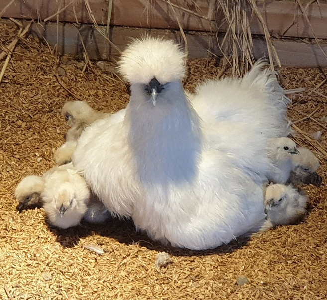 백봉 오골계 15구 부화용 유정란 토종닭 종란, 부화용 백봉 오골계 15구