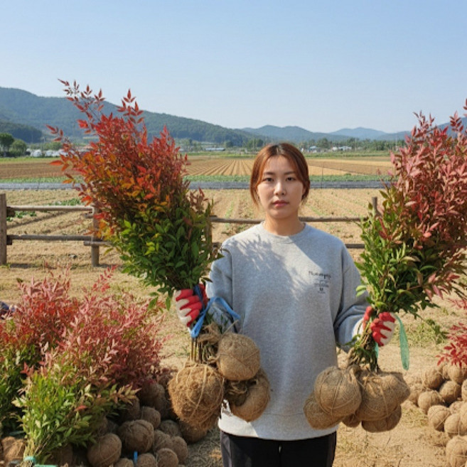 남천나무 묘목 H80cm 분 울타리나무, 남천나무 묘목 H60-80cm