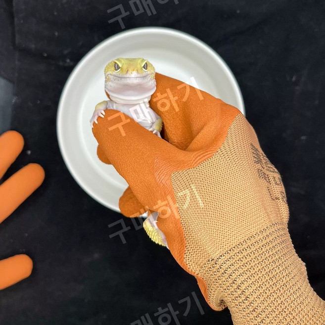 [또리몽이] 반려동물 파충류 도마뱀 개구리 물림 방지 장갑 두꺼운 고무 훈련용, 한 쌍, 1개