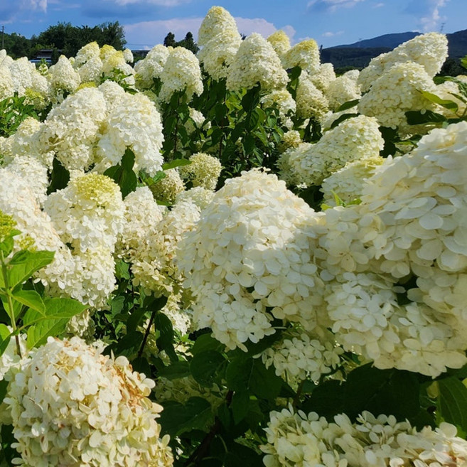 목수국 라임라이트 분묘 노지월동 꽃나무, 1개