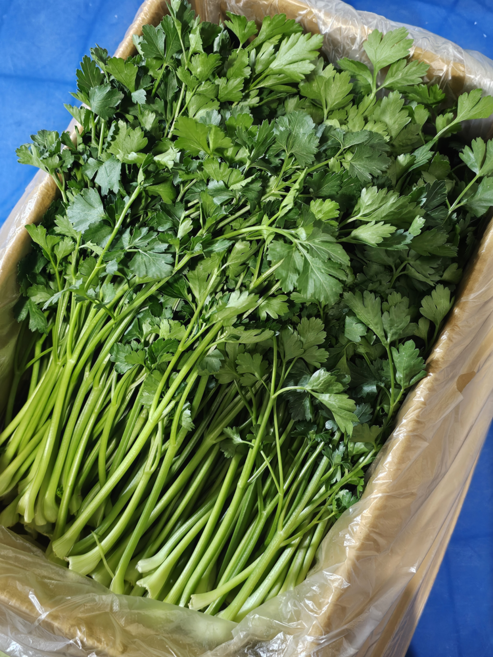 [하루채소] 이태리 파슬리 향나물2kg, 2kg, 1개