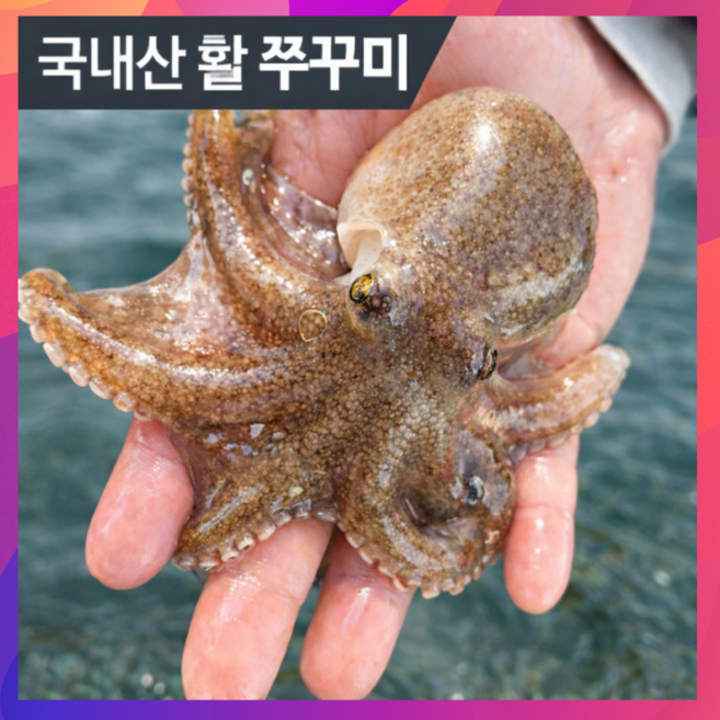 [당일조업] 100%국내산 서해안 생물 활쭈꾸미, 1박스, 1kg